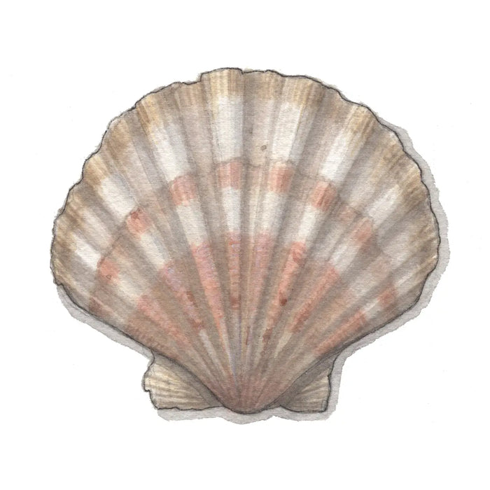 Scallop Shell Card