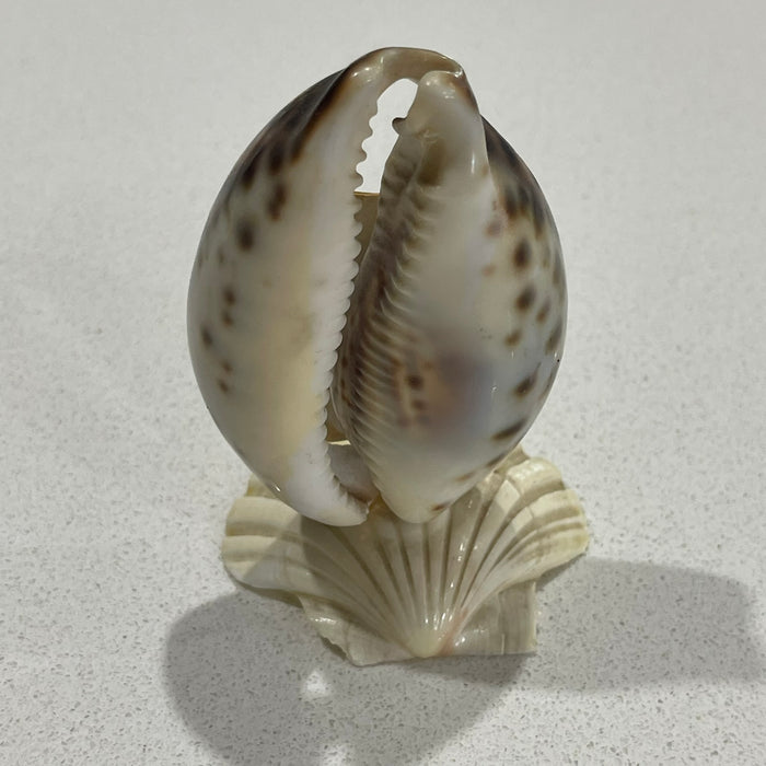 Shell Thermometer - Gold Coast - close up | Travel & Tide