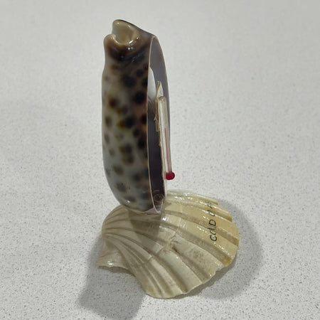 Shell Thermometer - Gold Coast - detail view | Travel & Tide
