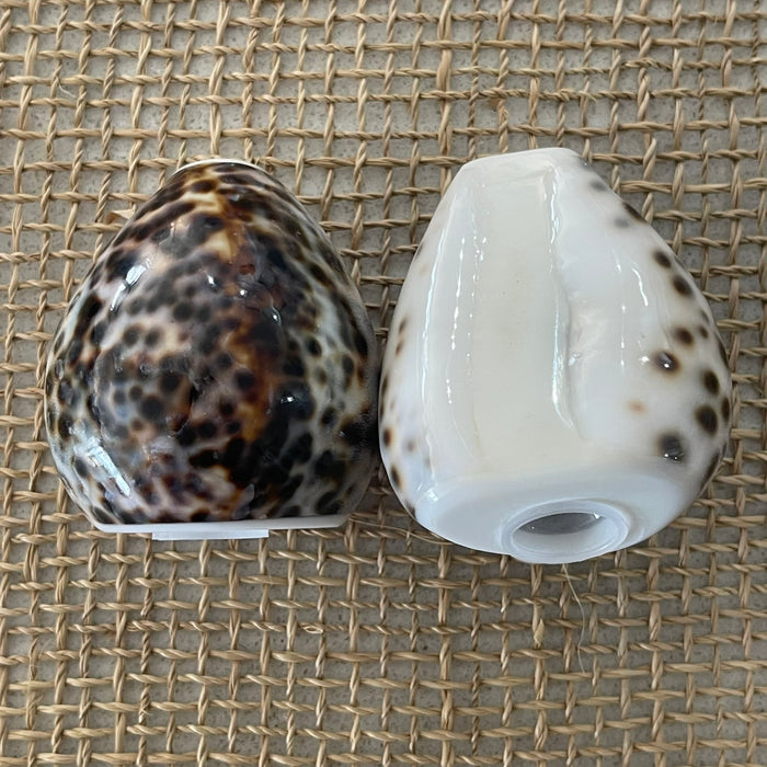 Shell Salt + Pepper Shaker Set