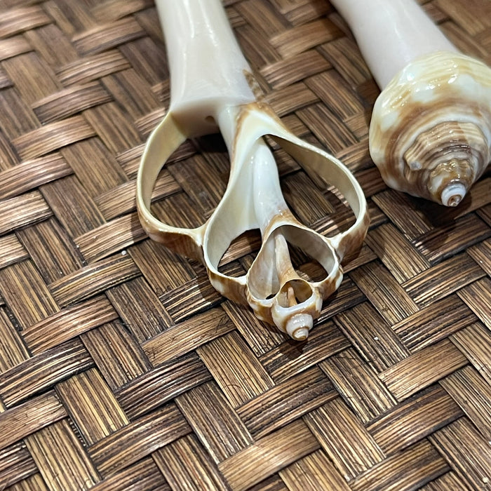 Shell Hair Sticks