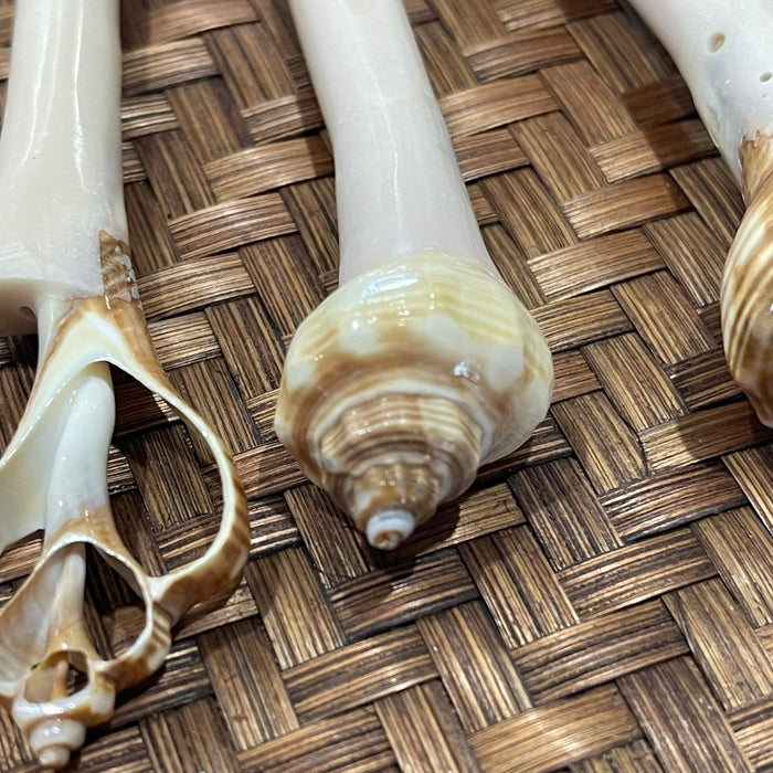 Shell Hair Sticks