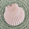 Scallop Shell Notebook - 50 Pages - detail view | Travel & Tide
