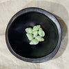 Seafoam green ceramic conch shell beads in a dark bowl - Travel and Tide Coastal Notions
