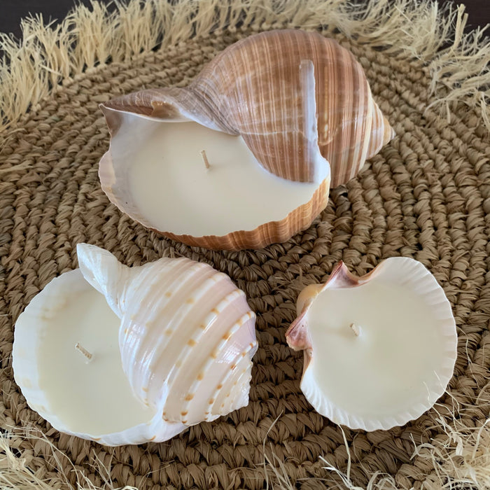 Scallop Shell Coconut + Vanilla Candle